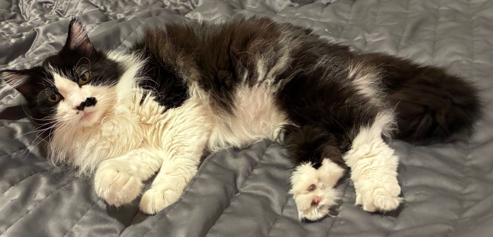 Tuxedo cat lying on her right side atop gray quilt on bed, looking at you with sound advice