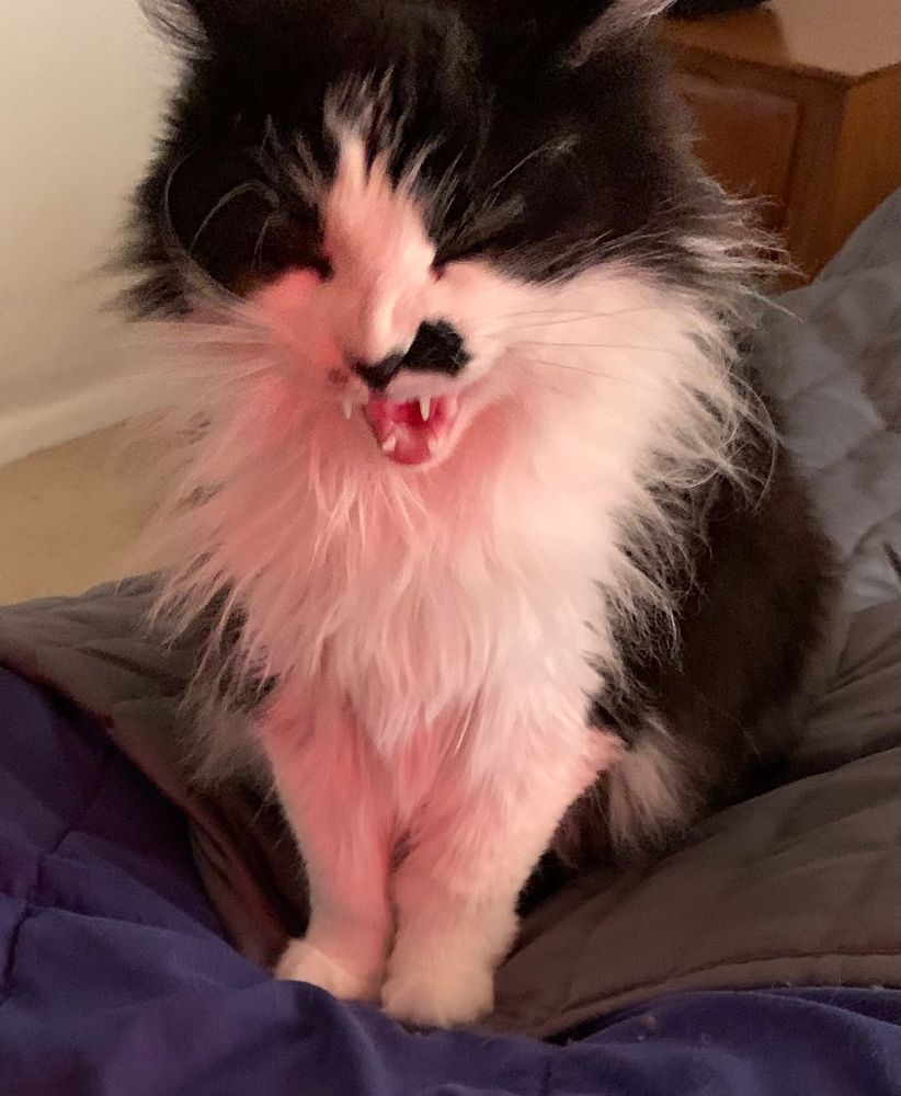 Tuxedo cat sitting atop gray quilt on bed with her mouth gaping open