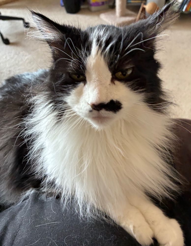 Tuxedo cat sitting on her human’s lap, looking at her with everlasting eyes