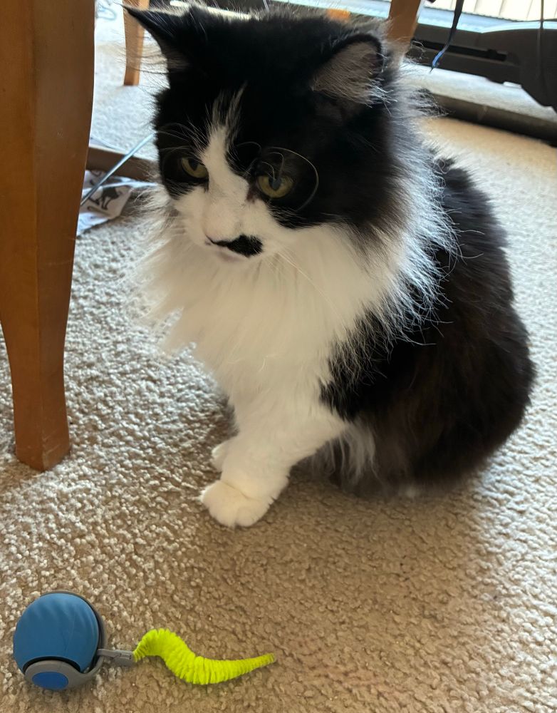Tuxedo cat sitting on carpeted floor next to small blue-and-green ball toy with yellow tail, looking at it in the joy of discovery 