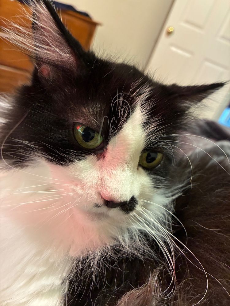 Close-up of tuxedo cat sitting on bed looking at you like a lost love
