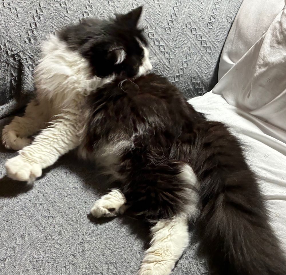 Tuxedo cat lying on her right side atop gray textured cover of couch, turning her head and licking the fur on her back.
