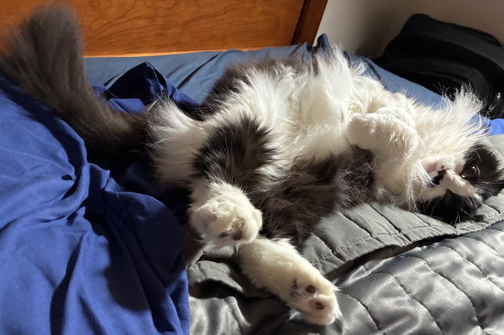 Tuxedo cat lying on her back atop dark blue bed sheet and gray quilt on bed, her front paws raised; she is looking at you with starry eyes 