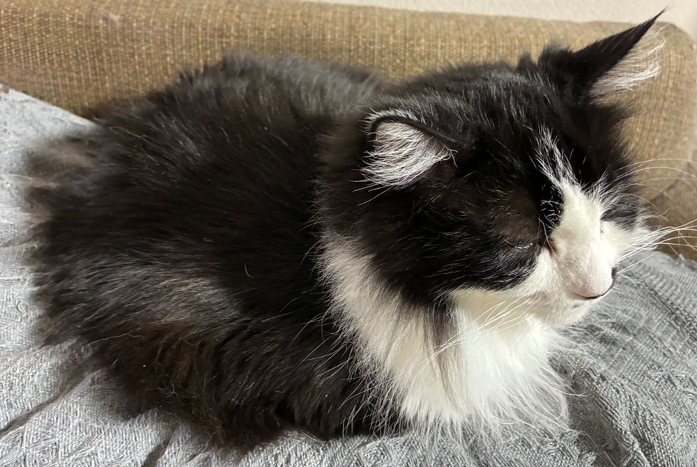 Right-side view of tuxedo cat sitting on gray textured cover of the couch, her paws tucked beneath her