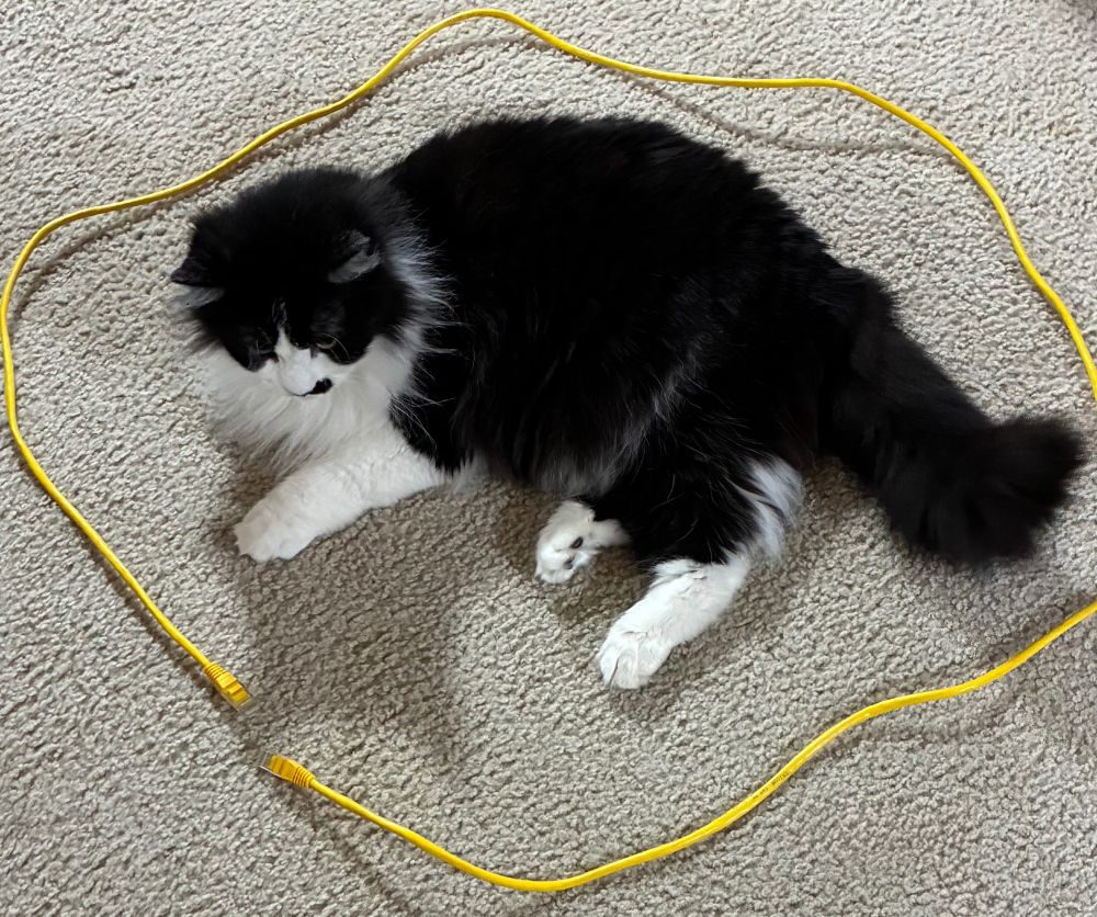 Tuxedo cat lying on carpeted floor inside a yellow Ethernet patch cord, looking down in disgust