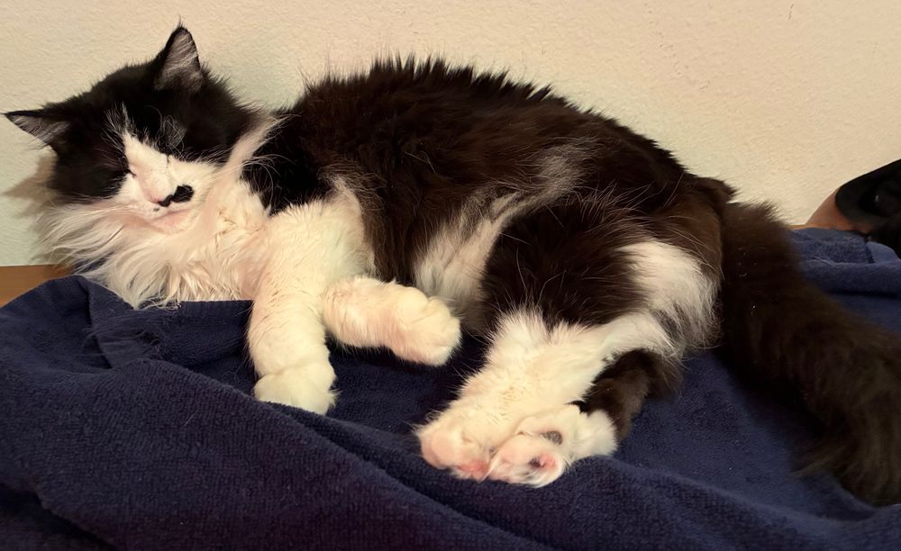Tuxedo cat lying asleep (and maybe dreaming) on dark blue towels, which sit atop the dresser against the wall