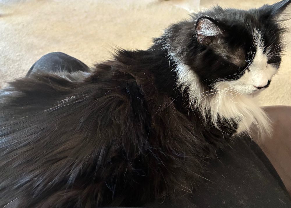Tuxedo cat sitting on her human’s lap, turning her head to the right and looking for a scritch