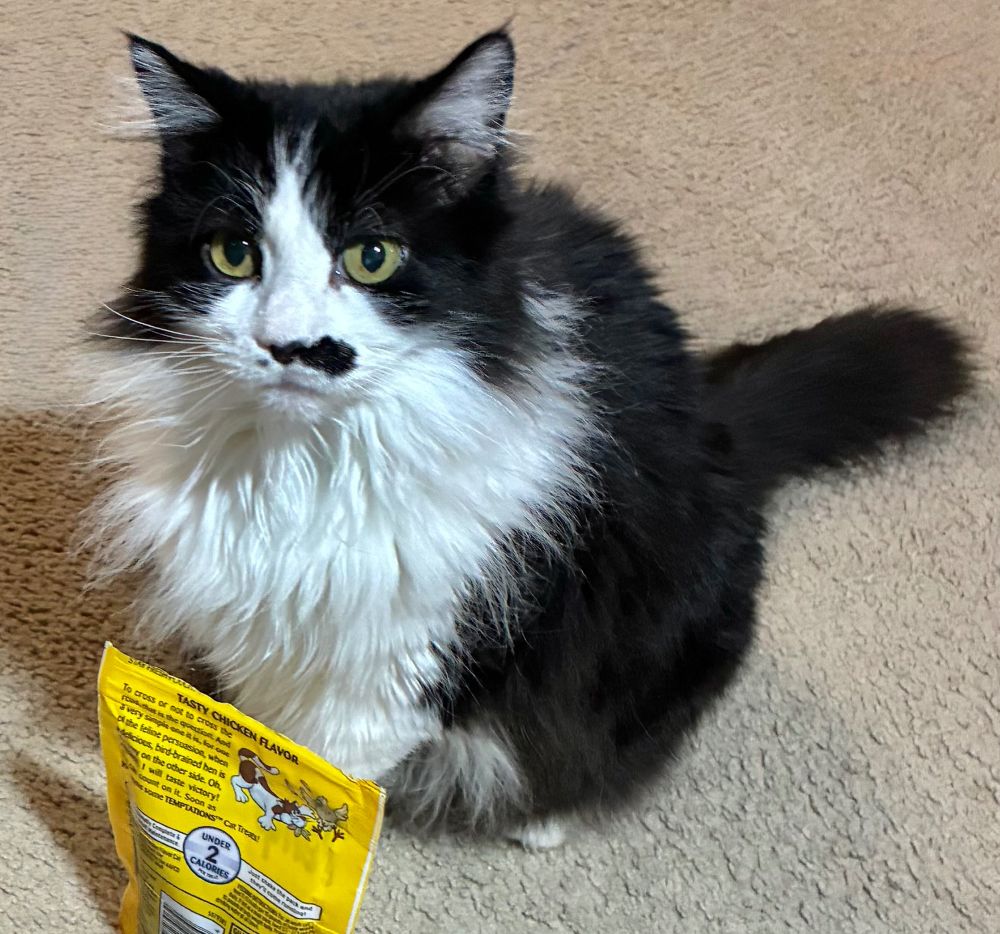 Tuxedo cat sitting on carpeted floor next to a small yellow bag of cat treats, looking up at you with calculating eyes 