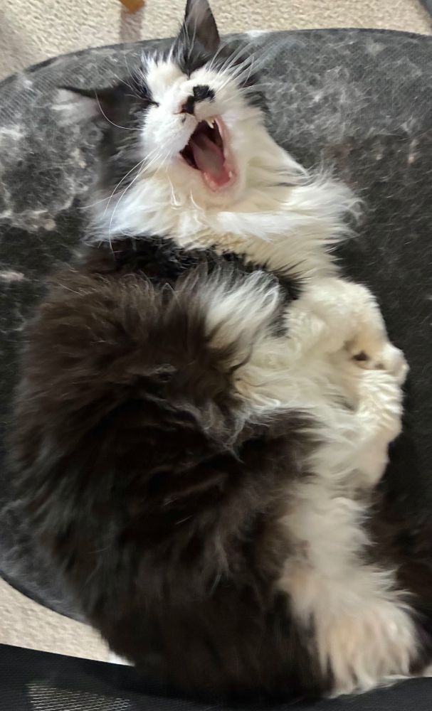 Tuxedo cat lying on her left side atop a fur-covered black office swivel chair, her head raised in a big yawn