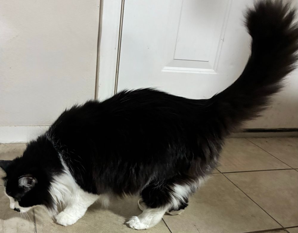 Tuxedo cat on tiled floor sniffing near closet door