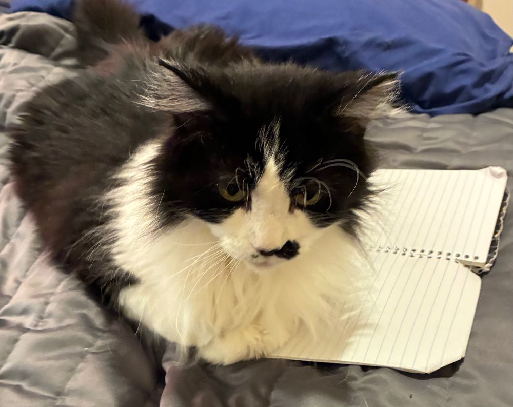 Tuxedo cat sitting with her paws tucked under her body atop a gray quilt on bed next to a spiral notebook, looking down warily
