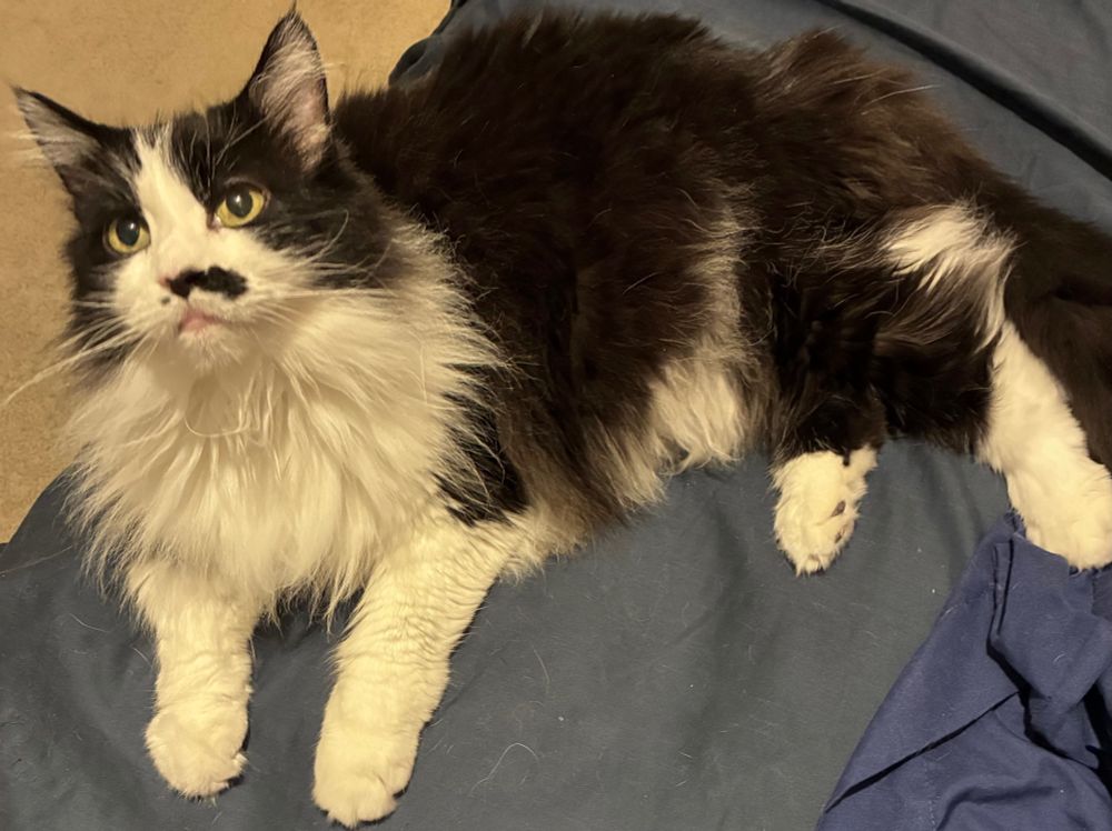 Tuxedo cat sitting stretched out on dark blue bed sheet, her front paws extended; she is looking up with soothing eyes