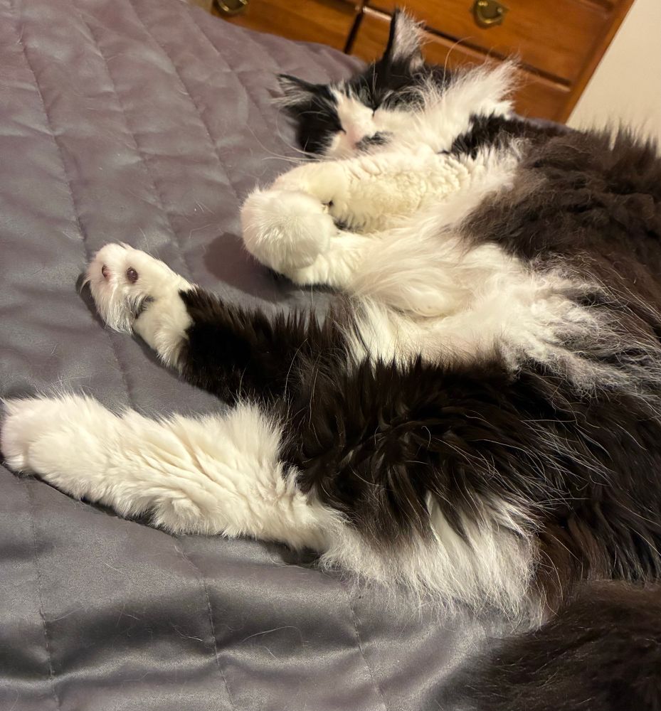 Rear view of tuxedo cat lying asleep on her right side atop gray quilt on the bed