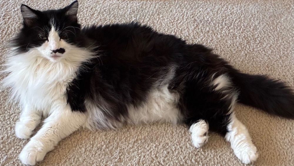 Tuxedo cat stretched out on carpeted floor, looking up at you with purposeful eyes 