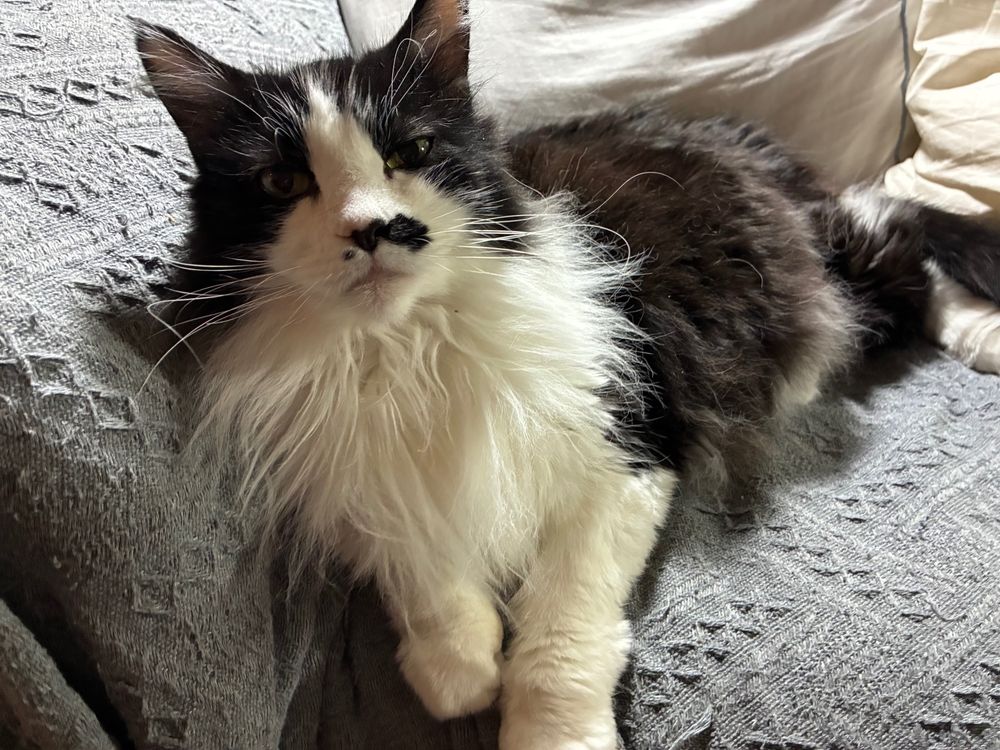 Tuxedo cat lying on gray textured cover of couch, looking up at you expectantly
