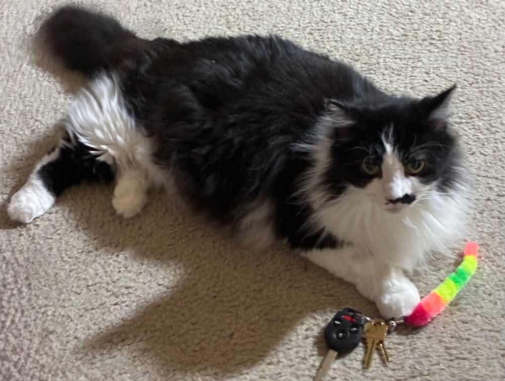 Tuxedo cat lying on carpeted floor with her paw atop pink and yellow fur tail attached to car and house keys; she is looking up as if locking eyes with you