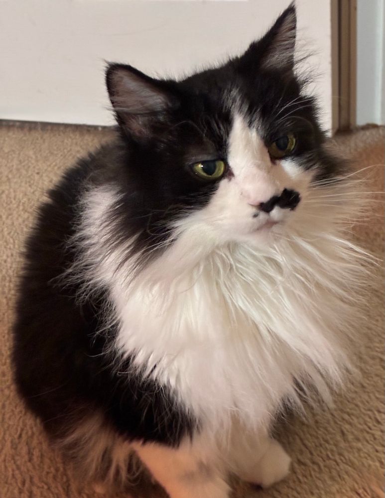 Right-sided view of tuxedo cat sitting on carpeted floor near door, looking ahead
