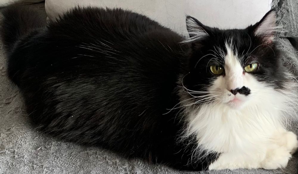 Tuxedo cat sitting on gray textured cover of couch, looking at you with yearning eyes