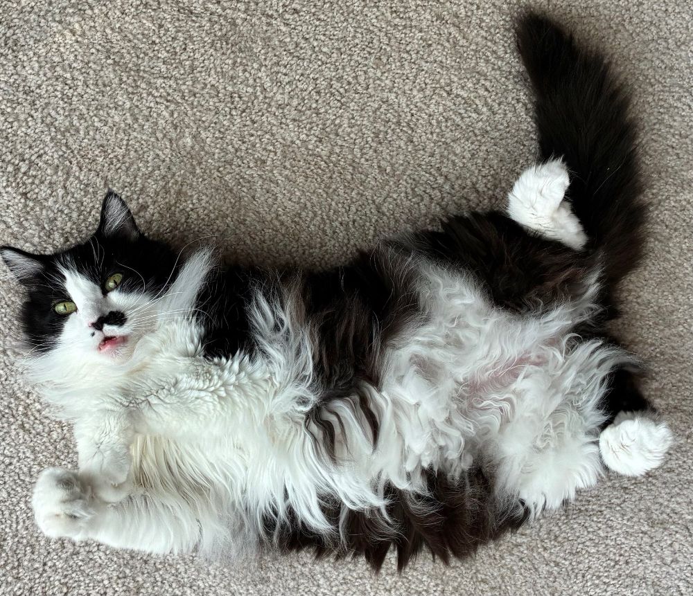 Tuxedo cat lying on her back atop carpeted floor, her paws raised in breathtaking fashion