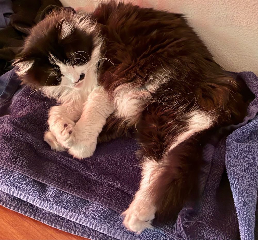 Tuxedo cat lying asleep atop dark blue towels on dresser