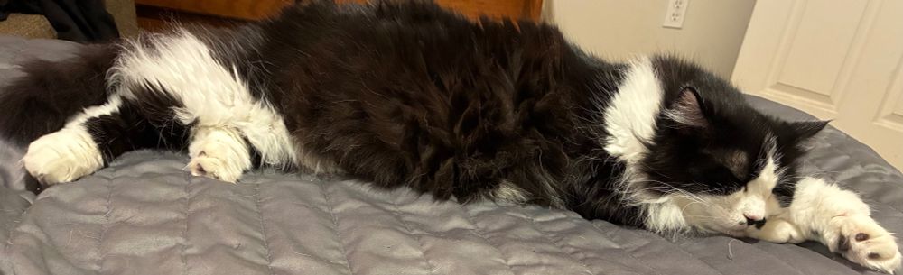 Tuxedo cat lying asleep, stretching out on gray quilt of bed and dreaming of worlds to conquer 