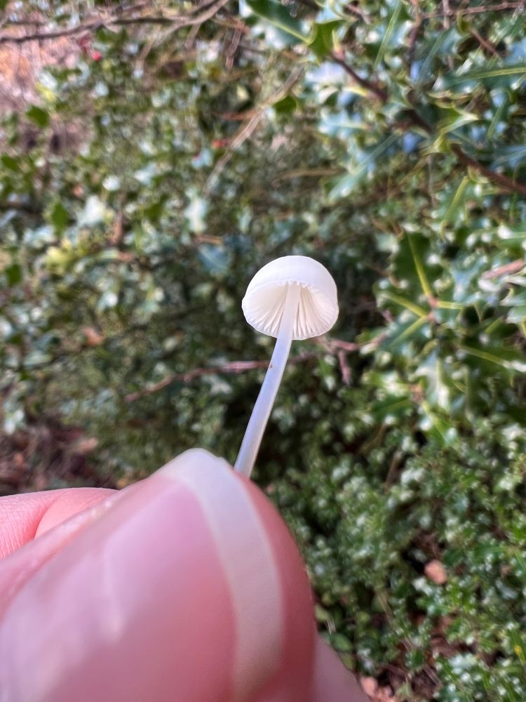 A teeny tiny white fungi on a long stem held pinched between the finger and thumb of a hand 