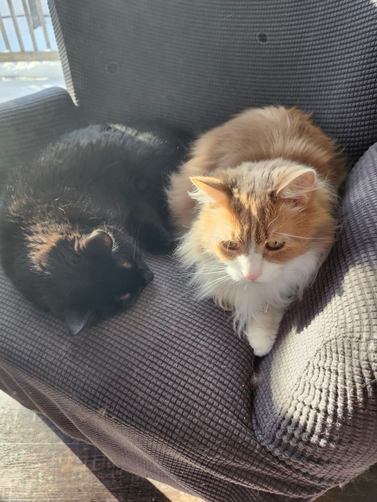 Two cats on a chair, Tippy the black cat and Charlie the floofy gold and white.
