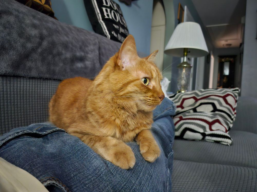 Orange tabby cat laying on my legs.