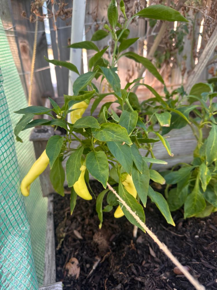 Banana peppers on the vine 