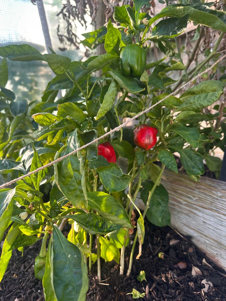 Red sweet peppers on the vine in a raised bed 