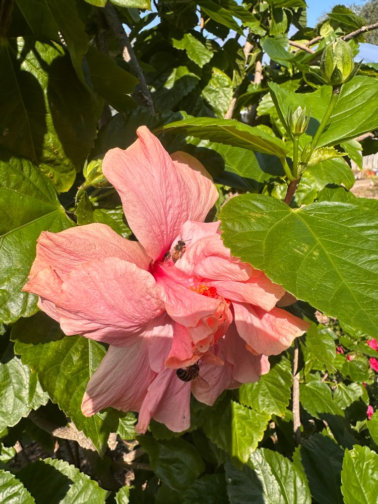 Bees buzzing around peach ruffled hibiscus bloom