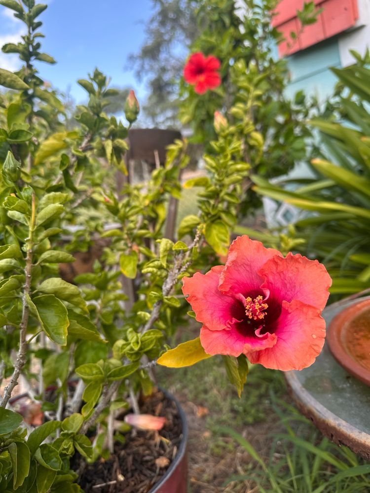 Coral hibiscus bloom with deep magenta center