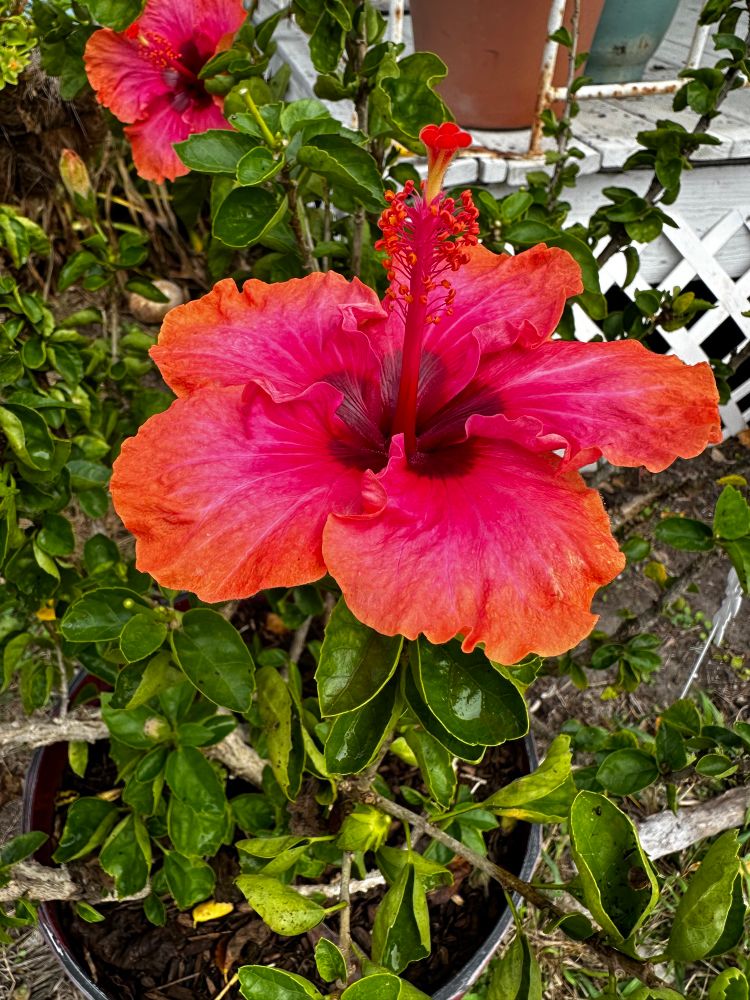 Orangey red hibiscus bloom with dark magenta center 