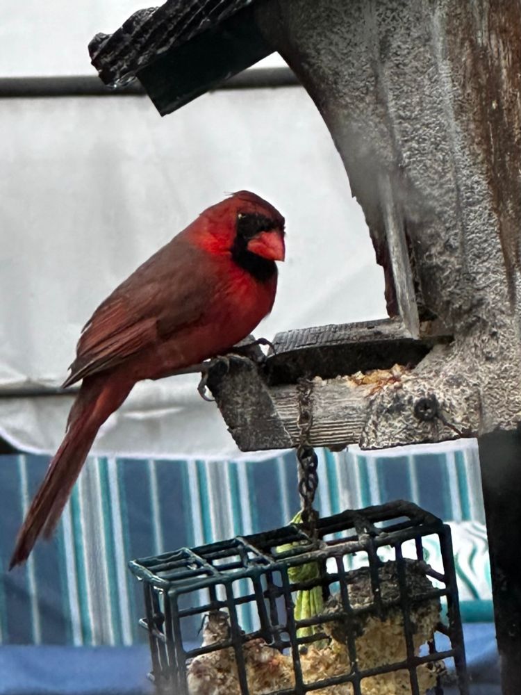 Male cardinal perched on feeder
