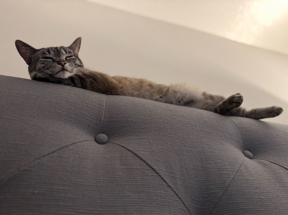 Siamese-mix cat stretched out on top of a grey headboard with eyes almost closed.