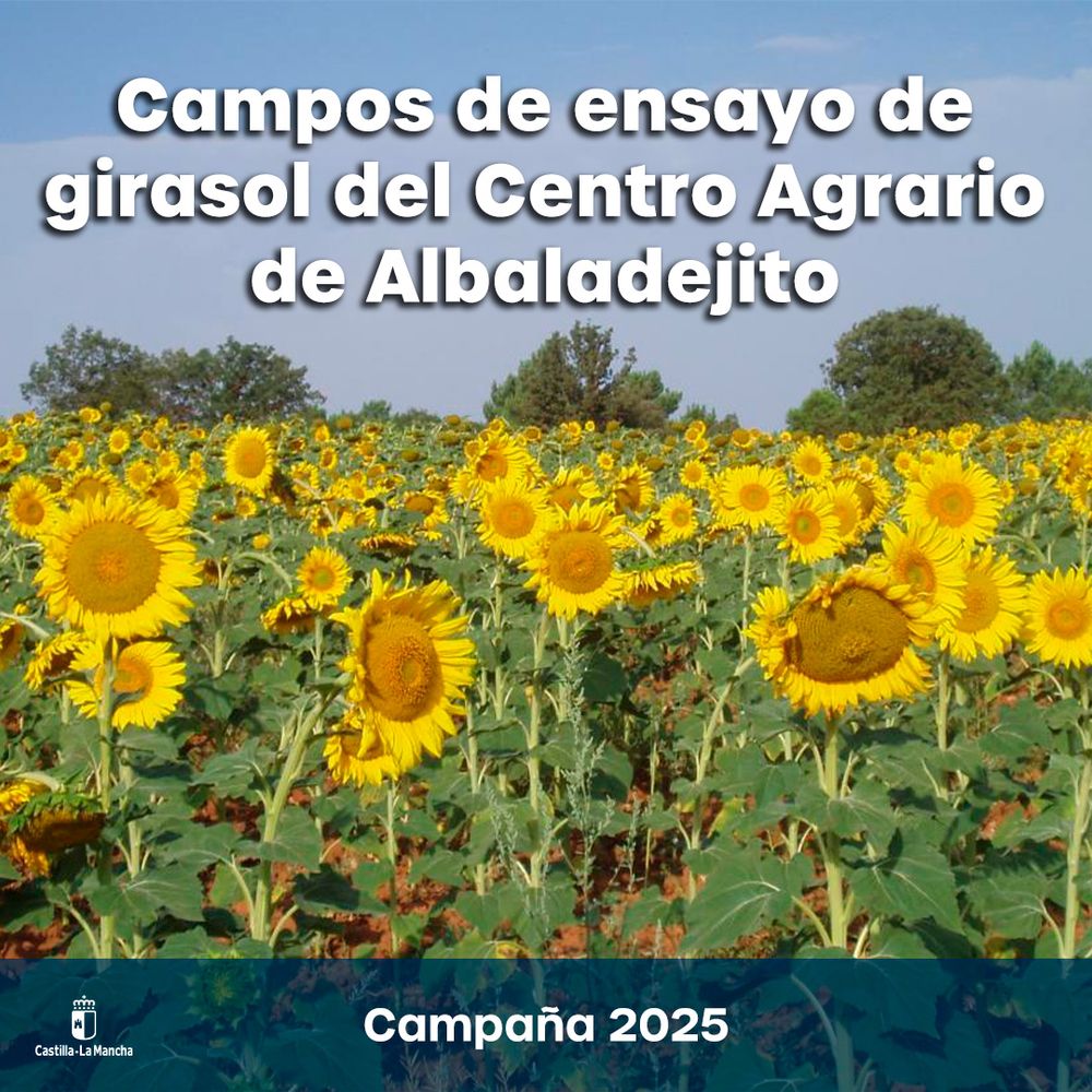 Centros de ensayo de girasol