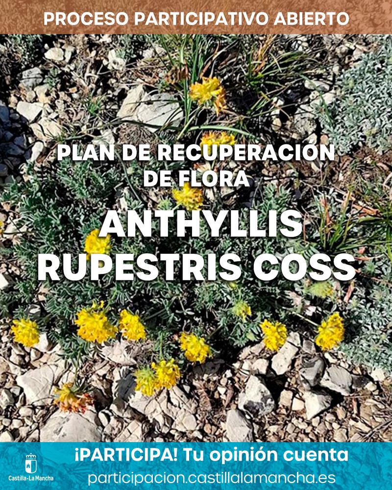 Proceso Participativo Plan de Recuperación de Flora Anthyllis Rupestris Coss