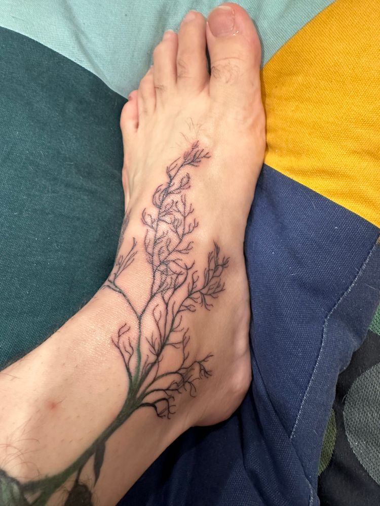 A man’s foot with dendritic roots freshly tattooed thereupon. It is slightly inflamed. Above the roots a stem implies a rose bush that is out of frame. 