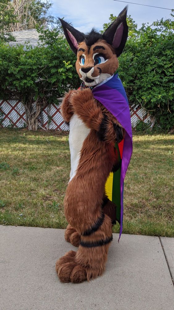 Cooper Caracal turned to the side while wearing the Colorado rainbow Pride flag like a cape.