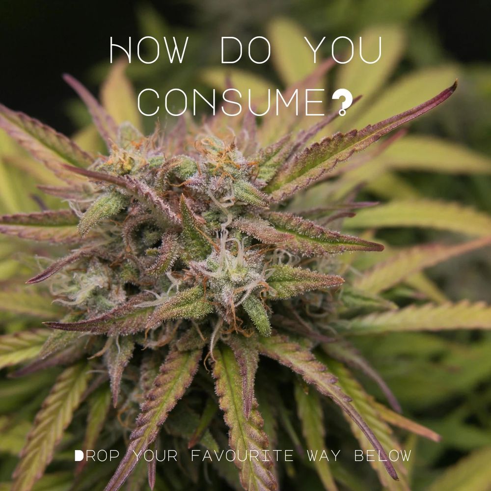 The image features a close-up of a vibrant cannabis plant with frosty trichomes and purple-tinged leaves. Text overlays the image, reading: "How do you consume?" at the top in capital letters, followed by "Drop your favourite way below" at the bottom. The text is in a simple, clean font, inviting engagement.

