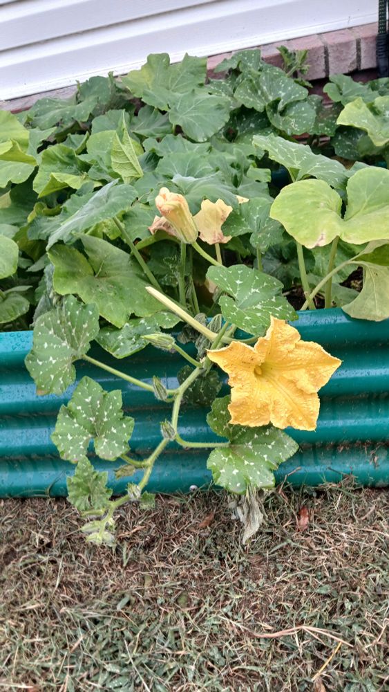 A lush potato plant sprouting a beautiful yellow flower