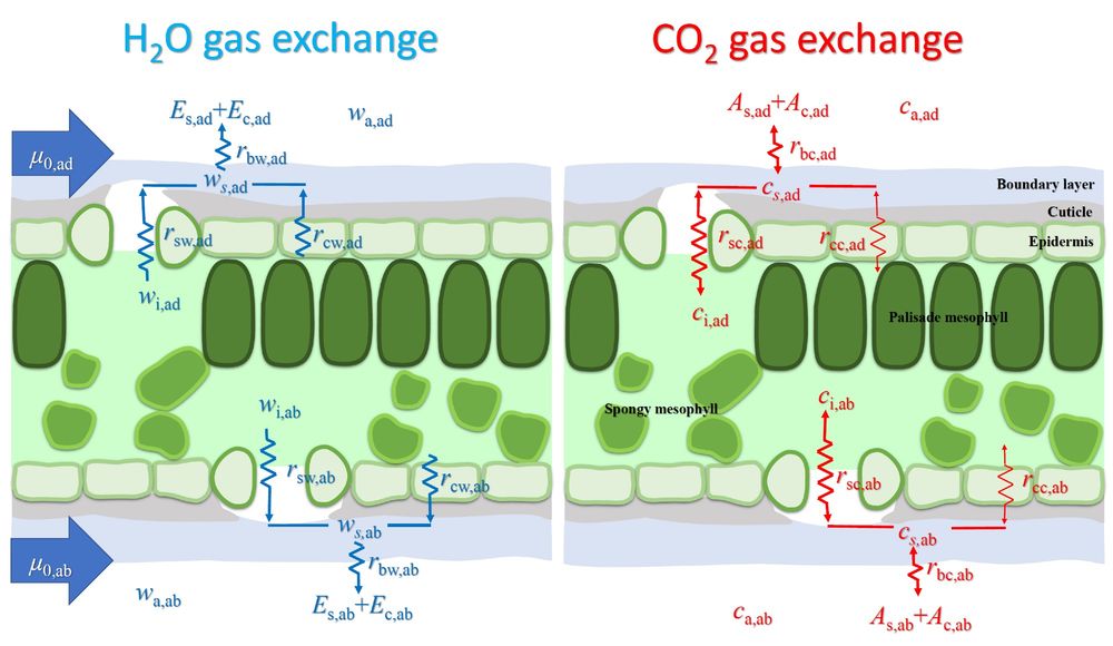 Detailed representation of H2O gas exchange (left) and CO2 gas exchange (right) at the adaxial (upper) and abaxial (lower) leaf surfaces in an amphistomatous leaf. This panel illustrates the separate gas exchange processes for each leaf surface, which can be measured individually if the upper and lower cuvettes are analysed separately—though this setup is not common in commercial gas exchange systems. Stomatal, cuticle, and boundary layer resistances are depicted for both surfaces, along with the mole fractions of water vapour and CO2. 