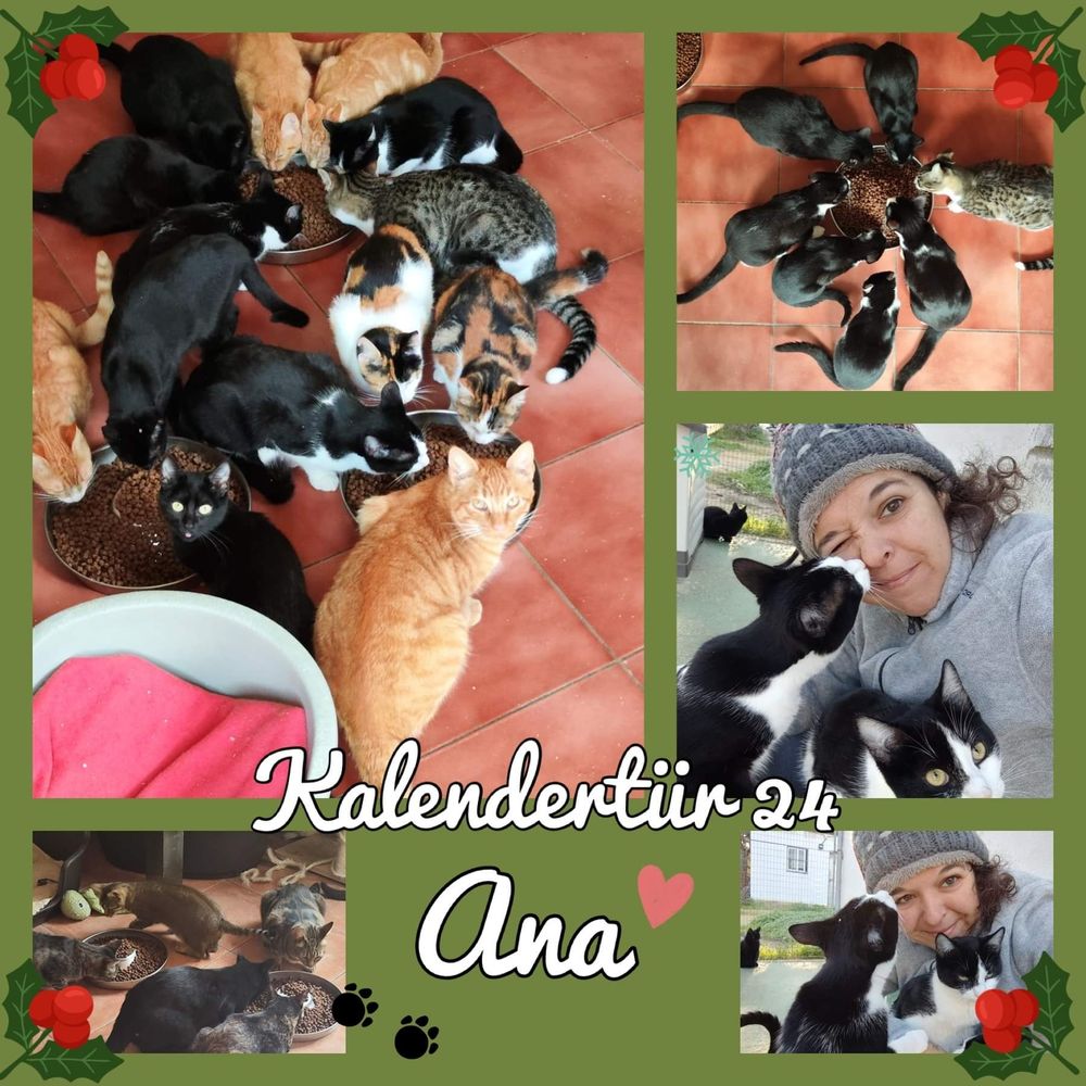 Ana und einige der Katzen auf der Finca
sieben-katzenleben.org