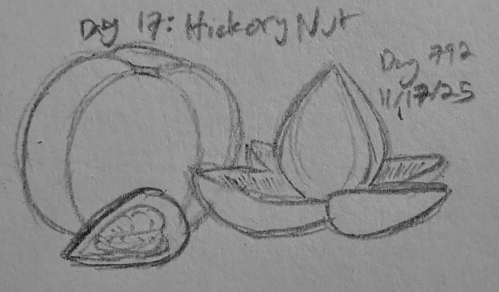 a sketch of a hickory nut in its shell, the shell split open, and then a cross section of the nut itself