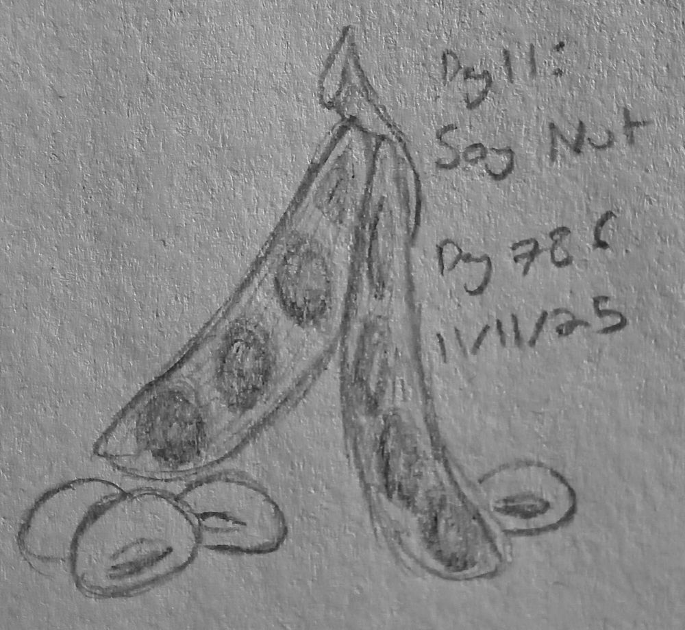 a sketch of two soybean pods, with soy nuts surrounding them