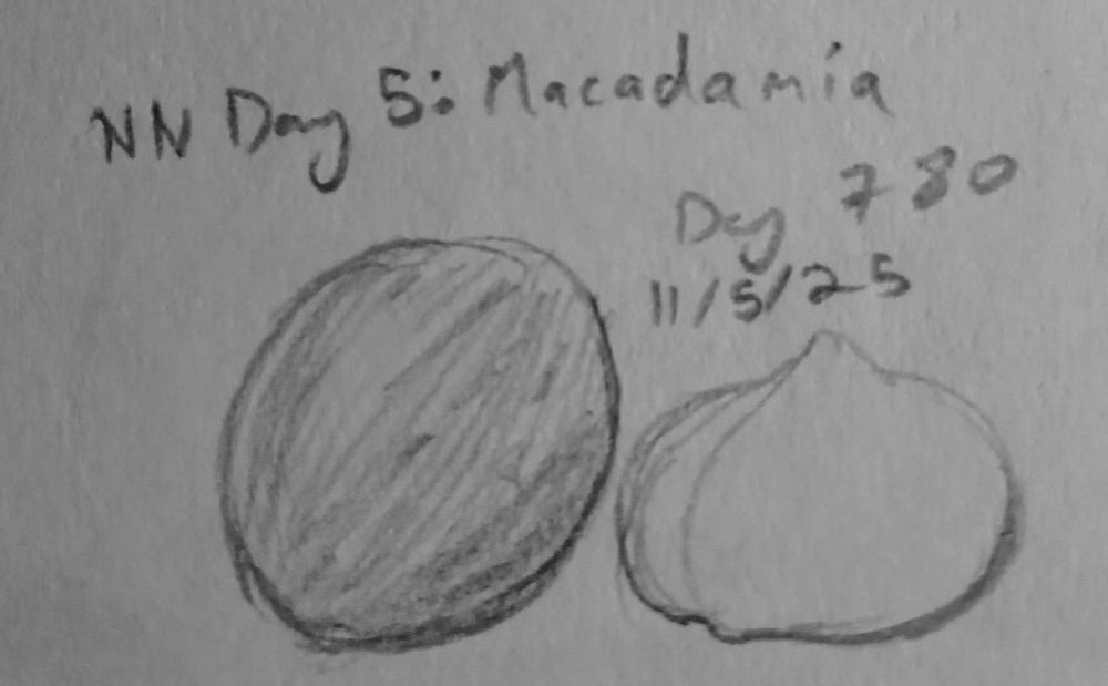 a sketch of two macadamia nuts, one in its shell and one out of it.