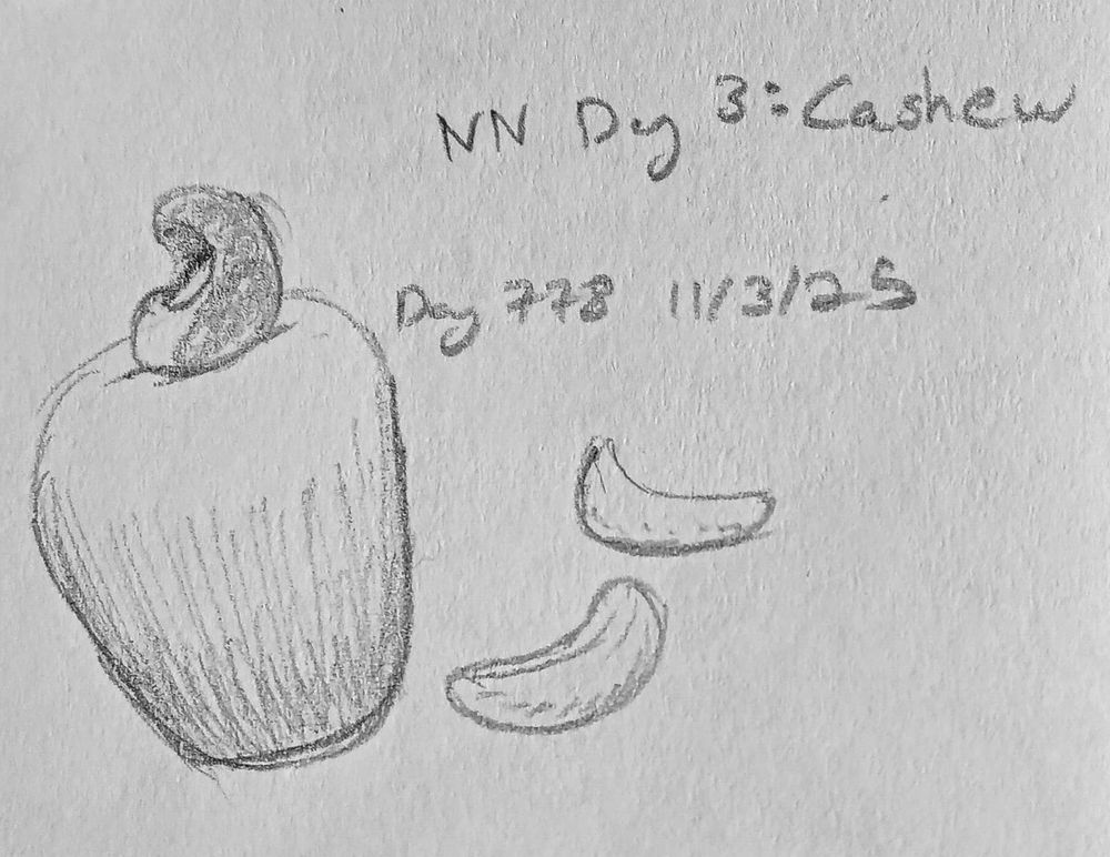 A sketch of a cashew apple, with a few shelled cashews laying beside it