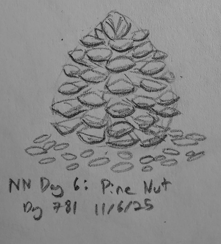 a sketch of a pinecone surrounded by pine nuts.