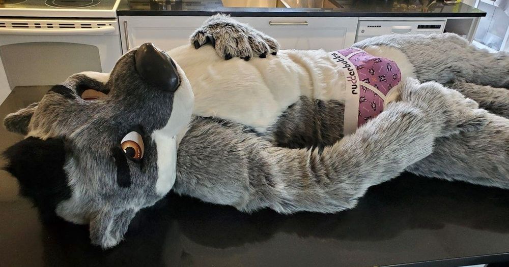Uno the grey and white otter is sprawled out on a giant quartz island in a pair of purple briefs from Rudderbutts.