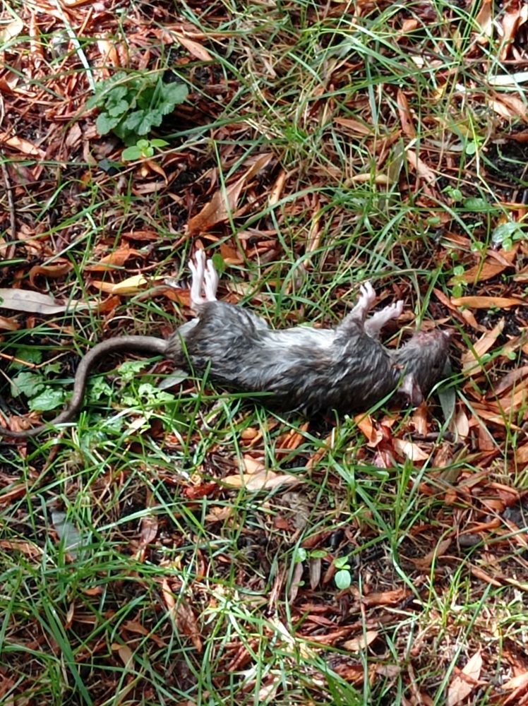 Un gros rat gris mort dans l'herbe 
